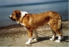 Filename=Domo4.jpg
Filesize=110KiB
Dimensions=765x526
Date added=%960 %10, %2006 Domo4.jpg