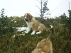 Filename=Domo_5_2_03_028.jpg
Filesize=193KiB
Dimensions=800x600
Date added=%956 %10, %2006 Domo_5_2_03_028.jpg