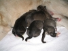 Filename=Welpen_31_10_04_009.jpg
Filesize=50KiB
Dimensions=640x480
Date added=%967 %10, %2006 Welpen_31_10_04_009.jpg