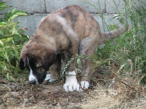 Luana 2 months
Keywords: puppy cachorro luana