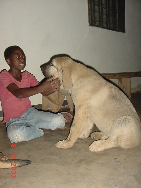 Aladar Ludareva - 3 months
(Basil Mastifland x Deissy Mastibe)  

Keywords: puppyczech puppy cachorro darek