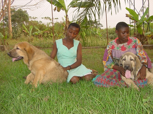 Alanis and Aladar Ludareva - 4 months
(Basil Mastifland x Deissy Mastibe)  

Keywords: cameroun