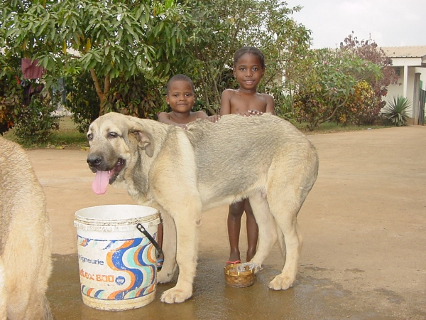 Aladar Ludareva - 5 months
(Basil Mastifland x Deissy Mastibe)  

Mots-clés: kids puppy cachorro darek