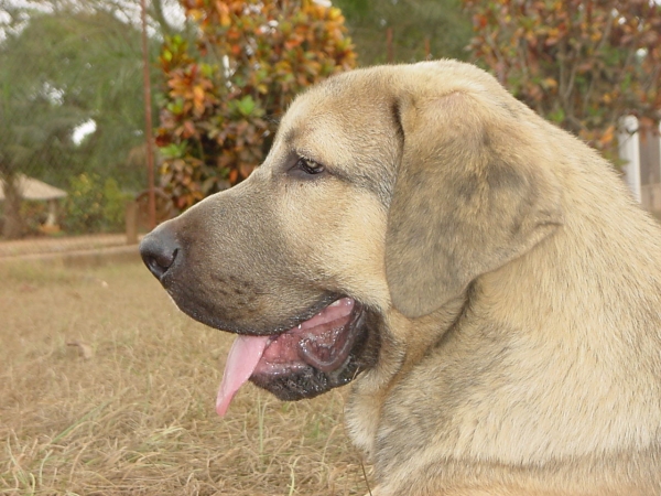 Aladar Ludareva - 5 months
(Basil Mastifland x Deissy Mastibe)  

Keywords: head portrait cabeza darek