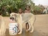 Filename=5mois1.JPG
Filesize=206KiB
Dimensions=1280x960
Date added=%953 %11, %2006 5mois1.JPG