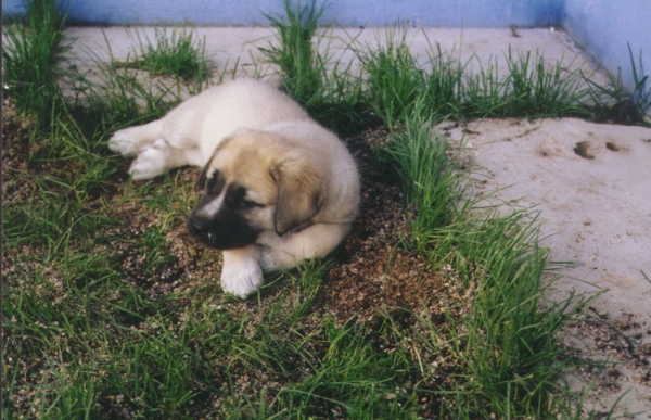 SYRA CON 60 DÍAS
Võtmesõnad: puppyspain puppy cachorro syra