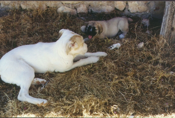 SYRA Y NIEBLA
Keywords: puppyspain puppy cachorro syra