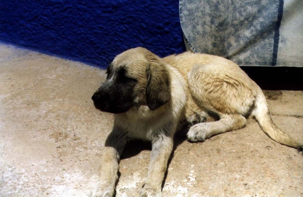 SYRA CON 3 MESES
Keywords: puppyspain puppy cachorro syra