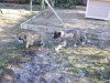 Filename=Dsc02200b.jpg
Filesize=81KiB
Dimensions=506x380
Date added=%064 %12, %2006 Dsc02200b.jpg