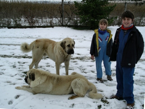 Zar y Rex con Alex y Mikel
Nuestros mastines Zar y Rex en Alija del Infantado (León) - Febrero 2004  

Keywords: blas kids snow nieve