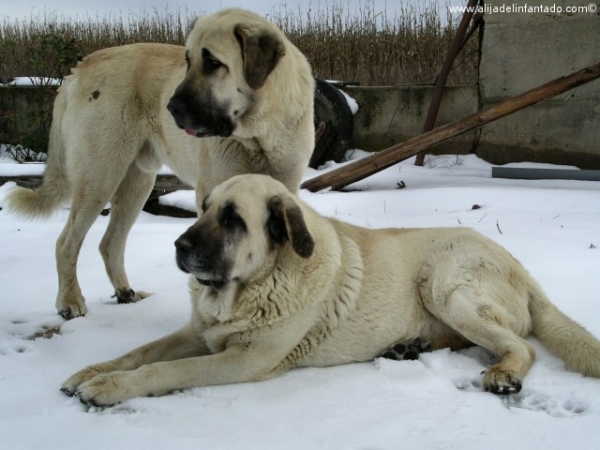 Zar y Rex posando
Zar y Rex (Febrero, 2004)  

Keywords: blas snow nieve