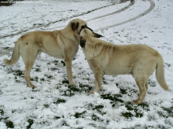 Zar y Rex jugando
Nuestros machos Zar y Rex jugando en la nieve
Febrero 2004  

Keywords: blas snow nieve