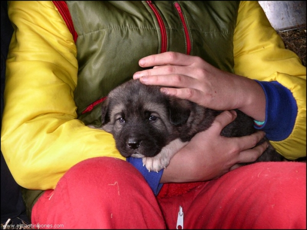 Cachorros nacidos diciembre 2006
Keywords: blas puppyspain puppy cachorro