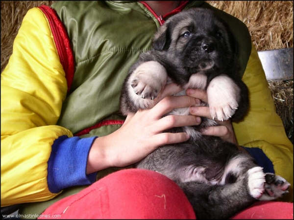 Cachorros nacidos diciembre 2006
Keywords: blas puppyspain puppy cachorro