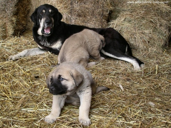 Cachorros de mastín leonés Nina y Ringo con su madre Luna
Keywords: blas