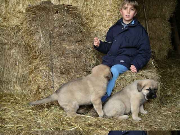 Mikel jugando con Ringo y Nina
Keywords: blas kids puppy cachorro