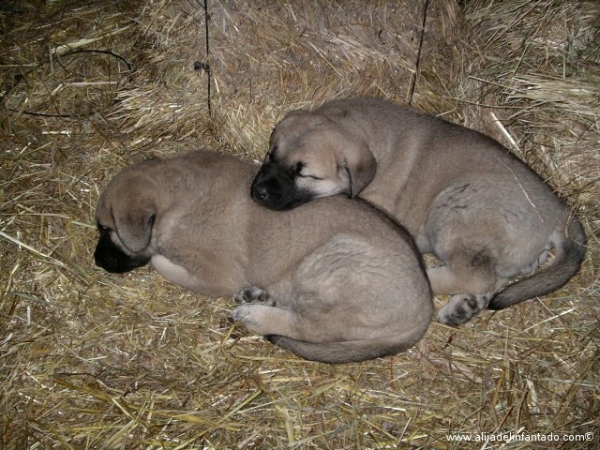 Ringo y Nina
Cachorros de Mastín Leonés durmiendo  

Keywords: blas puppyspain puppy cachorro