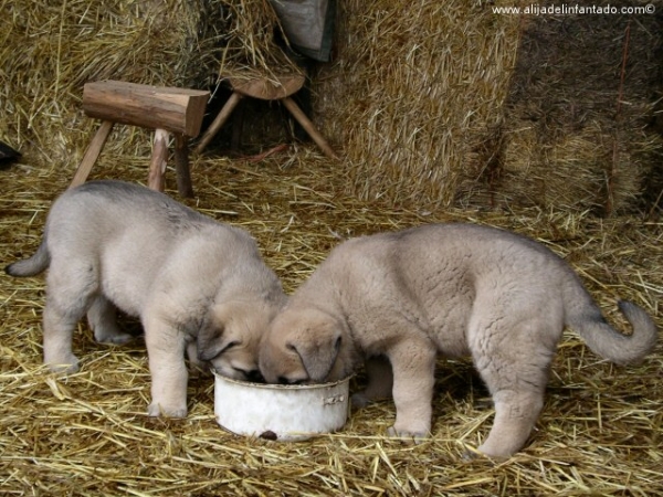 Nina y Ringo desayunando
Keywords: blas puppyspain puppy cachorro