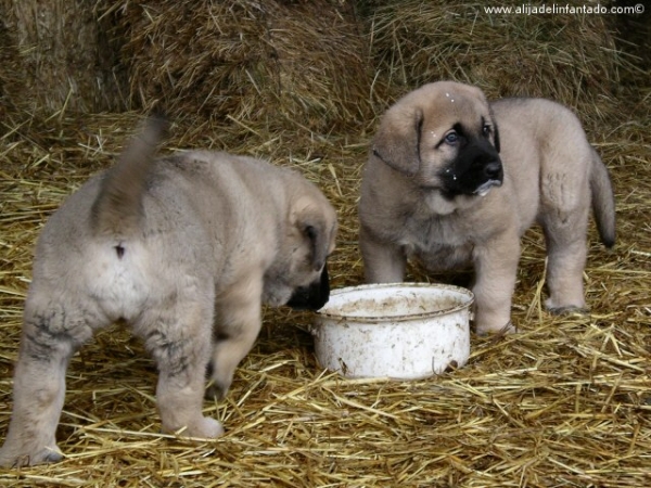 Nina y Ringo felices
Keywords: blas puppyspain puppy cachorro