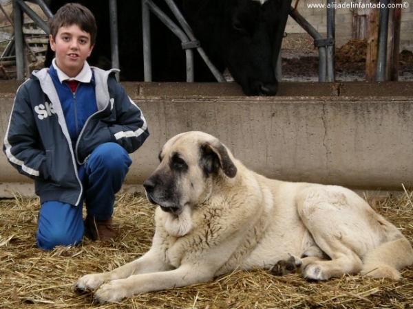 Zar (el padre de los cachorritos de mastín leonés) junto a Alex
Keywords: blas kids