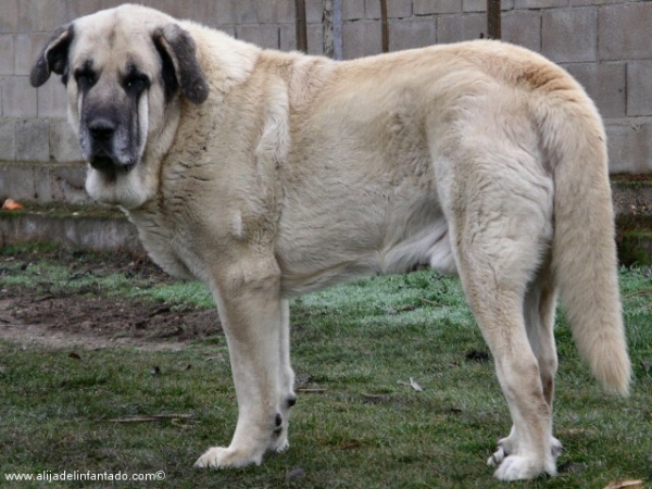 Zar, el padre de los cachorritos de mastín leonés
Keywords: blas