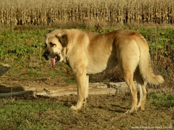 Rex, Mastín Leonés (Enero 2006)
Keywords: blas