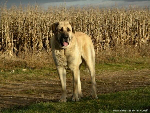 Rex, Mastín Leonés (Enero 2006)
Keywords: blas