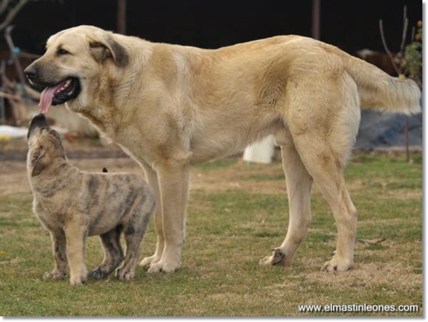 Lau jugando con un cachorro de Leoni
