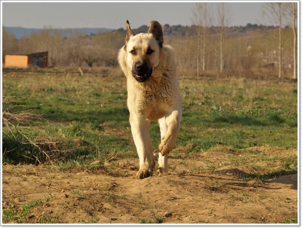 Zar de paseo por el campo
