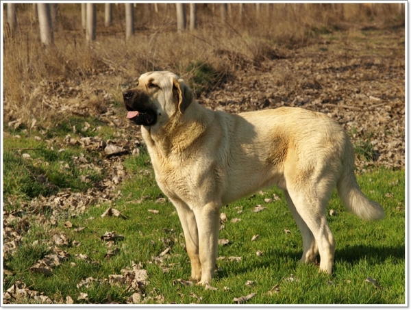 Zar de paseo por el campo
