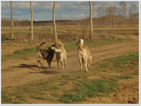 De paseo con Neska, Zar y Leoni hasta el río Órbigo
