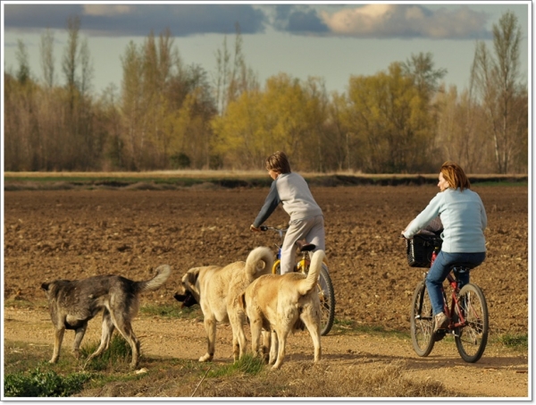 De paseo con Neska, Zar y Leoni hasta el río Órbigo
