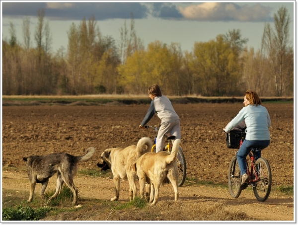 De paseo con Neska, Zar y Leoni hasta el río Órbigo
