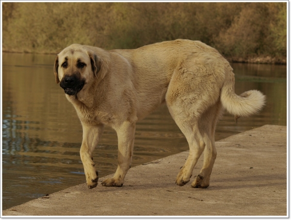 Zar, cachorro de mastín leonés
