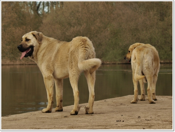 De paseo con Neska, Zar y Leoni hasta el río Órbigo
