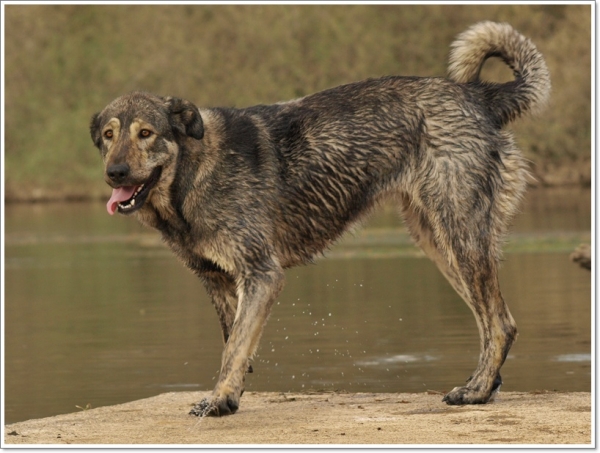 De paseo con Neska, Zar y Leoni hasta el río Órbigo
