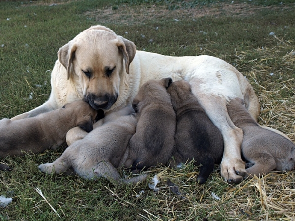 Cachorros de Mastín Leonés de Neska y Rex (Agosto 2007)
Camada de cachorros de mastín leonés de Neska y Rex nacida el 25 de Agosto de 2007 en Alija del Infantado -- León (Spain)
[url=http://www.elmastinleones.com/camadas/neska/agosto2007.html]www.elmastinleones.com[/url]
Keywords: agosto07 Litter Camada Cachorros Puppy