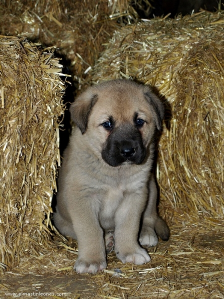 Cachorros de Mastín Leonés de Neska y Rex (Agosto 2007)
Camada de cachorros de mastín leonés de Neska y Rex nacida el 25 de Agosto de 2007 en Alija del Infantado -- León (Spain)
[url=http://www.elmastinleones.com/camadas/neska/agosto2007.html]www.elmastinleones.com[/url]
Keywords: agosto07 Litter Camada Cachorros Puppy