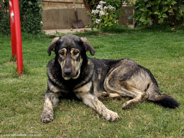 Leoni, cachorra de mastín leonés de Alija del Infantado (Septiembre 2007)
