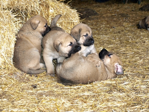 Cachorros de Mastín Leonés de Neska y Rex (Agosto 2007)
Camada de cachorros de mastín leonés de Neska y Rex nacida el 25 de Agosto de 2007 en Alija del Infantado -- León (Spain)
[url=http://www.elmastinleones.com/camadas/neska/agosto2007.html]www.elmastinleones.com[/url]
Keywords: agosto07 Litter Camada Cachorros Puppy