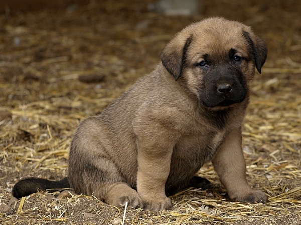 Cachorros de Mastín Leonés de Neska y Rex (Agosto 2007)
Camada de cachorros de mastín leonés de Neska y Rex nacida el 25 de Agosto de 2007 en Alija del Infantado -- León (Spain)
[url=http://www.elmastinleones.com/camadas/neska/agosto2007.html]www.elmastinleones.com[/url]
Keywords: agosto07 Litter Camada Cachorros Puppy