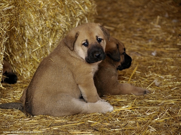 Cachorros de Mastín Leonés de Neska y Rex (Agosto 2007)
Camada de cachorros de mastín leonés de Neska y Rex nacida el 25 de Agosto de 2007 en Alija del Infantado -- León (Spain)
[url=http://www.elmastinleones.com/camadas/neska/agosto2007.html]www.elmastinleones.com[/url]
Keywords: agosto07 Litter Camada Cachorros Puppy