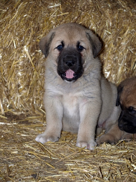 Cachorros de Mastín Leonés de Neska y Rex (Agosto 2007)
Camada de cachorros de mastín leonés de Neska y Rex nacida el 25 de Agosto de 2007 en Alija del Infantado -- León (Spain)
[url=http://www.elmastinleones.com/camadas/neska/agosto2007.html]www.elmastinleones.com[/url]
Keywords: agosto07 Litter Camada Cachorros Puppy