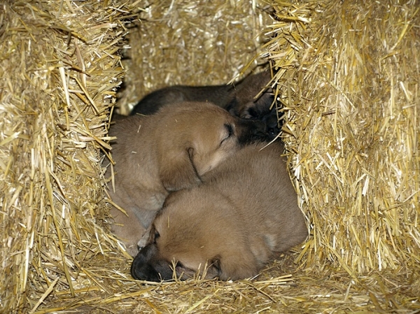 Camada de cachorros de mastín leonés de Neska (August 2007)
Camada de cachorros de mastín leonés de Neska y Rex nacida el 25 de Agosto de 2007 en Alija del Infantado -- León (Spain)
[url=http://www.elmastinleones.com/camadas/neska/agosto2007.html]www.elmastinleones.com[/url]
Keywords: agosto07 Litter Camada Cachorros Puppy