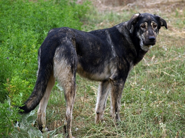 Leoni, cachorra de mastín leonés de Alija del Infantado (Septiembre 2007)
