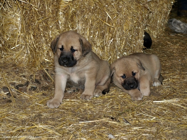 Cachorros de Mastín Leonés de Neska (Agosto 2007)
Camada de cachorros de mastín leonés de Neska y Rex nacida el 25 de Agosto de 2007 en Alija del Infantado -- León (Spain)
[url=http://www.elmastinleones.com/camadas/neska/agosto2007.html]www.elmastinleones.com[/url]
Keywords: agosto07 Litter Camada Cachorros Puppy