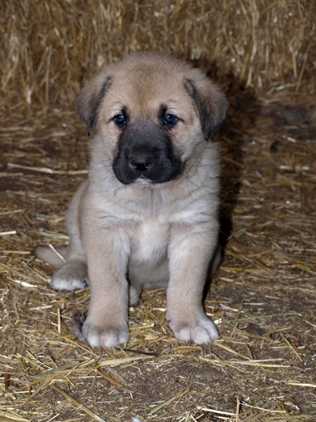 Cachorro de Mastín Leonés de Neska y Rex (Agosto 2007)
Camada de cachorros de mastín leonés de Neska y Rex nacida el 25 de Agosto de 2007 en Alija del Infantado -- León (Spain)
[url=http://www.elmastinleones.com/camadas/neska/agosto2007.html]www.elmastinleones.com[/url]
Keywords: agosto07 Litter Camada Cachorros Puppy