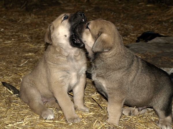 Cachorros de Mastín Leonés de Neska y Rex (Agosto 2007)
Camada de cachorros de mastín leonés de Neska y Rex nacida el 25 de Agosto de 2007 en Alija del Infantado -- León (Spain)
[url=http://www.elmastinleones.com/camadas/neska/agosto2007.html]www.elmastinleones.com[/url]
Keywords: agosto07 Litter Camada Cachorros Puppy