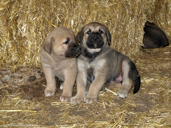 Cachorros de Mastín Leonés de Neska y Rex (Agosto 2007)
Camada de cachorros de mastín leonés de Neska y Rex nacida el 25 de Agosto de 2007 en Alija del Infantado -- León (Spain)
[url=http://www.elmastinleones.com/camadas/neska/agosto2007.html]www.elmastinleones.com[/url]
Keywords: agosto07 Litter Camada Cachorros Puppy