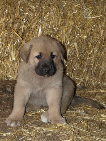 Cachorro de Mastín Leonés de Neska y Rex (Agosto 2007)
Camada de cachorros de mastín leonés de Neska y Rex nacida el 25 de Agosto de 2007 en Alija del Infantado -- León (Spain)
[url=http://www.elmastinleones.com/camadas/neska/agosto2007.html]www.elmastinleones.com[/url]
Keywords: agosto07 Litter Camada Cachorros Puppy